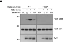 Fig.4.A showing Western Blotting in a Homo sapiens (Human) sample from the publication: Tousled-like kinase-dependent phosphorylation of Rad9 plays a role in cell cycle progression and G2/M checkpoint exit.