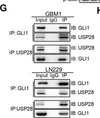 Fig.5.G showing Western Blotting in a Homo sapiens (Human) sample from the publication: Endothelial cell-derived SDF-1α elicits stemness traits of glioblastoma via dual-regulation of GLI1.
