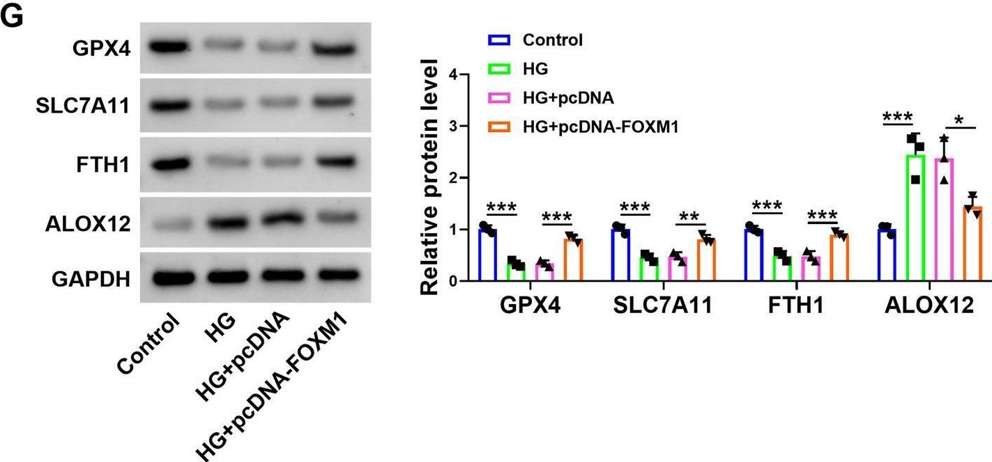 Fig.4.G showing Western Blotting in a Homo sapiens (Human) sample from the publication: Astragaloside IV regulates FOXM1 deubiquitination to ameliorate trophoblast damage caused by high glucose.