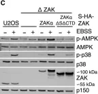 Fig.2.C showing Western Blotting from the publication: Ribosome stalling is a signal for metabolic regulation by the ribotoxic stress response.