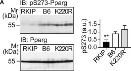 Phospho-PPAR Gamma (ser273) Polyclonal Antibody – Bioss