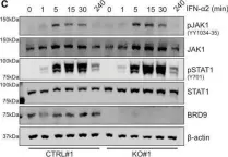 Fig.2.C showing Western Blotting from the publication: BRD9 is a druggable component of interferon-stimulated gene expression and antiviral activity.