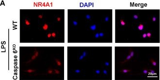 Fig.5.A showing Immunocytochemistry-immunofluorescence from the publication: Caspase 6/NR4A1/SOX9 signaling axis regulates hepatic inflammation and pyroptosis in ischemia-stressed fatty liver.