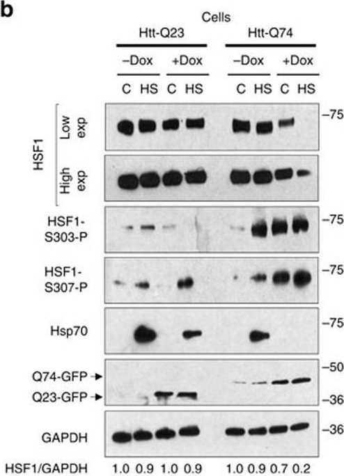 Fig.1.B showing Western Blotting from the publication: Abnormal degradation of the neuronal stress-protective transcription factor HSF1 in Huntington's disease.