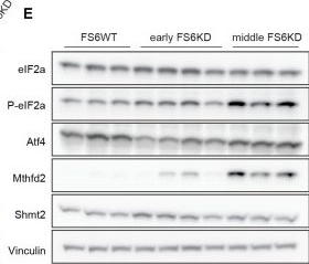 Fig.5.E showing Western Blotting from the publication: Atf3 controls transitioning in female mitochondrial cardiomyopathy as identified by spatial and single-cell transcriptomics.