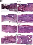 Fig.6.A showing Immunocytochemistry in a Mus musculus (House mouse) sample from the publication: Effects of the Extracts from Fruit and Stem of Camellia japonica on Induced Pluripotency and Wound Healing.