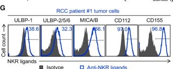 Fig.1.G showing Flow cytometry/Cell sorting in a Homo sapiens (Human) sample from the publication: Multimodal targeting of metastatic renal cell carcinoma via CD70-directed allogeneic CAR-NKT cells.