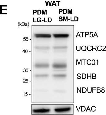 Fig.5.E showing Western Blotting in a Mus musculus (House mouse) sample from the publication: Mitochondria isolated from lipid droplets of white adipose tissue reveal functional differences based on lipid droplet size.