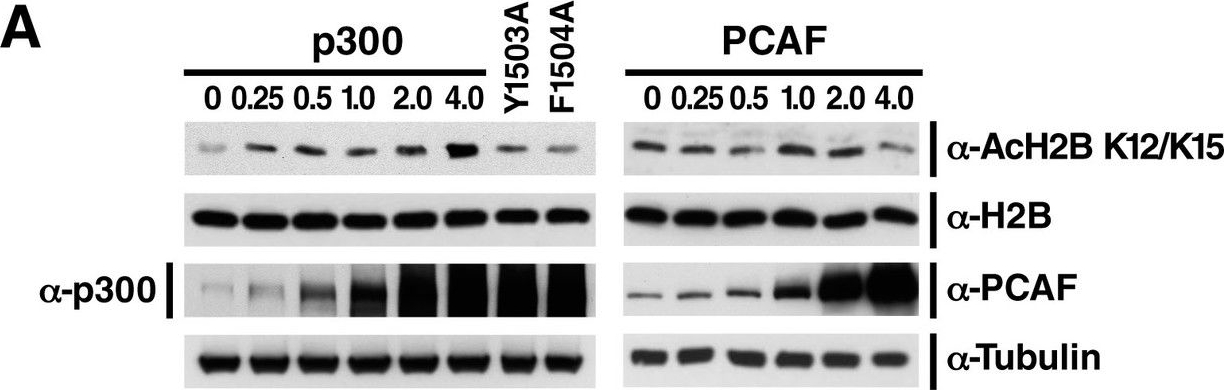 Fig.2.A showing Western Blotting in a Homo sapiens (Human) sample from the publication: Salicylate, diflunisal and their metabolites inhibit CBP/p300 and exhibit anticancer activity.