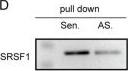 Fig.6.D showing Western Blotting from the publication: Exosomal lncRNA TUG1 derived from human urine-derived stem cells attenuates renal ischemia/reperfusion injury by interacting with SRSF1 to regulate ASCL4-mediated ferroptosis.
