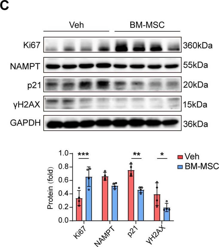 Fig.2.C showing Western Blotting from the publication: BM-MSC-derived migrasomes reverse stroke-induced thymic atrophy and immunosuppression via Pin1 delivery to thymic epithelial cells.