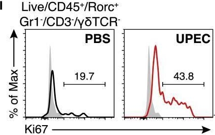 Fig.2.I showing Flow cytometry/Cell sorting in a Mus musculus (House mouse) sample from the publication: Group 3 innate lymphocytes make a distinct contribution to type 17 immunity in bladder defence.