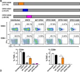 Fig.2.B showing Flow cytometry/Cell sorting in a Mus musculus (House mouse) sample from the publication: The secreted protein Cowpox Virus 14 contributes to viral virulence and immune evasion by engaging Fc-gamma-receptors.