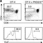 Fig.4.A showing Flow cytometry/Cell sorting in a Mus musculus (House mouse) sample from the publication: Protein kinase D regulates positive selection of CD4+ thymocytes through phosphorylation of SHP-1.