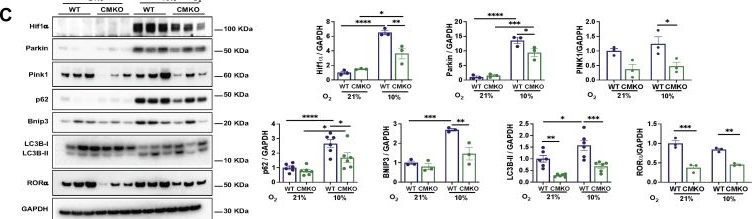 Fig.3.C showing Western Blotting from the publication: The nuclear receptor RORα preserves cardiomyocyte mitochondrial function by regulating caveolin-3-mediated mitophagy.