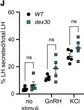 Fig.5.J from the publication: A splice site variant in MADD affects hormone expression in pancreatic β cells and pituitary gonadotropes.