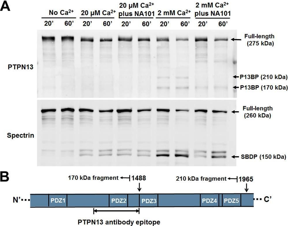 Fig.2.A showing Western Blotting in a Mus musculus (House mouse) sample from the publication: The tyrosine phosphatase PTPN13/FAP-1 links calpain-2, TBI and tau tyrosine phosphorylation.