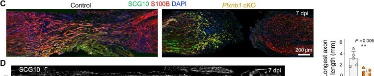 Fig.10.C showing Immunohistochemistry-immunofluorescence from the publication: Directional guidance to orient Schwann cell alignment in nerve regeneration requires Plexin-B1.