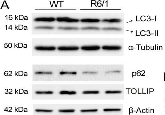 Dopamine Receptor D3 Induces Transient, mTORC1-Dependent Autophagy That Becomes Persistent, AMPK-Mediated, and Neuroprotective in Experimental Models of Huntington's Disease.