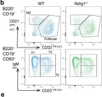Fig.3.B showing Flow cytometry/Cell sorting in a Mus musculus (House mouse) sample from the publication: NDRG1 is induced by antigen-receptor signaling but dispensable for B and T cell self-tolerance.