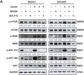 Phospho-IGF-I Receptor beta (Tyr1131)/Insulin Receptor beta