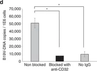 Fig.5.B showing Blocking experiments in a Homo sapiens (Human) sample from the publication: Extinct type of human parvovirus B19 persists in tonsillar B cells.