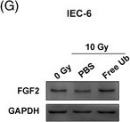 Fig.7.G showing Western Blotting from the publication: Interferon regulatory factor 1-triggered free ubiquitin protects the intestines against radiation-induced injury via CXCR4/FGF2 signaling.