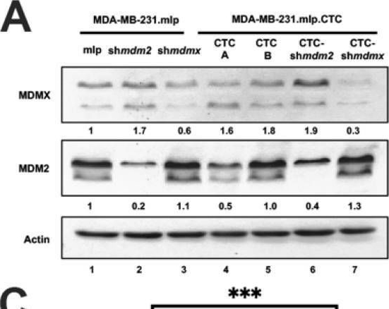 Fig.4.A showing Western Blotting from the publication: Chemokine CXCL12 Activates CXC Receptor 4 Metastasis Signaling Through the Upregulation of a CXCL12/CXCR4/MDMX (MDM4) Axis.