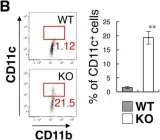 Fig.3.B showing Flow cytometry/Cell sorting from the publication: Microglial SIRPα regulates the emergence of CD11c+ microglia and demyelination damage in white matter.