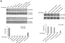 Fig.3.A showing Western Blotting from the publication: Inhibitory short peptides targeting EPS8/ABI1/SOS1 tri-complex suppress invasion and metastasis of ovarian cancer cells.