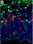 Fig.3.B showing Immunohistochemistry-immunofluorescence in a Mus musculus (House mouse) sample from the publication: A transient role of the ciliary gene Inpp5e in controlling direct versus indirect neurogenesis in cortical development.