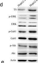 Fig.4.D showing Western Blotting from the publication: GRP78 confers the resistance to 5-FU by activating the c-Src/LSF/TS axis in hepatocellular carcinoma.