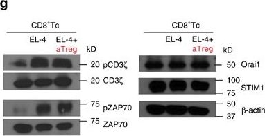 Fig.1.G showing Western Blotting in a Mus musculus (House mouse) sample from the publication: Targeted calcium influx boosts cytotoxic T lymphocyte function in the tumour microenvironment.