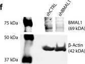 Fig.8.F showing Western Blotting from the publication: Distinct radial glia subtypes regulate midbrain dopaminergic neuron development.