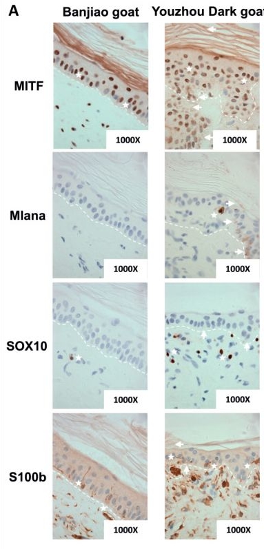 Fig.5.A showing Immunohistochemistry from the publication: Understanding the skin blackening phenomenon in Youzhou Dark goats based on the histological characteristics of melanocytes.
