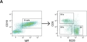 Fig.1.A showing Flow cytometry/Cell sorting in a Mus musculus (House mouse) sample from the publication: GPR183 Is Dispensable for B1 Cell Accumulation and Function, but Affects B2 Cell Abundance, in the Omentum and Peritoneal Cavity.