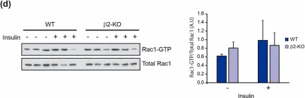 Fig.5.D showing Western Blotting from the publication: β2-Chimaerin, a GTPase-Activating Protein for Rac1, Is a Novel Regulator of Hepatic Insulin Signaling and Glucose Metabolism.