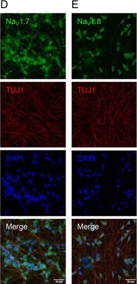 Fig.3.D showing Immunohistochemistry-immunofluorescence in a Homo sapiens (Human) sample from the publication: GABAB Receptor Modulation of Membrane Excitability in Human Pluripotent Stem Cell-Derived Sensory Neurons by Baclofen and α-Conotoxin Vc1.1.