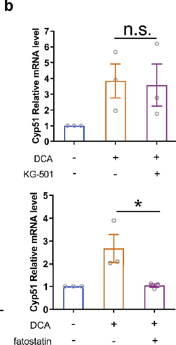 Fig.5.B from the publication: Gut microbial metabolite deoxycholic acid facilitates Th17 differentiation through modulating cholesterol biosynthesis and participates in high-fat diet-associated colonic inflammation.