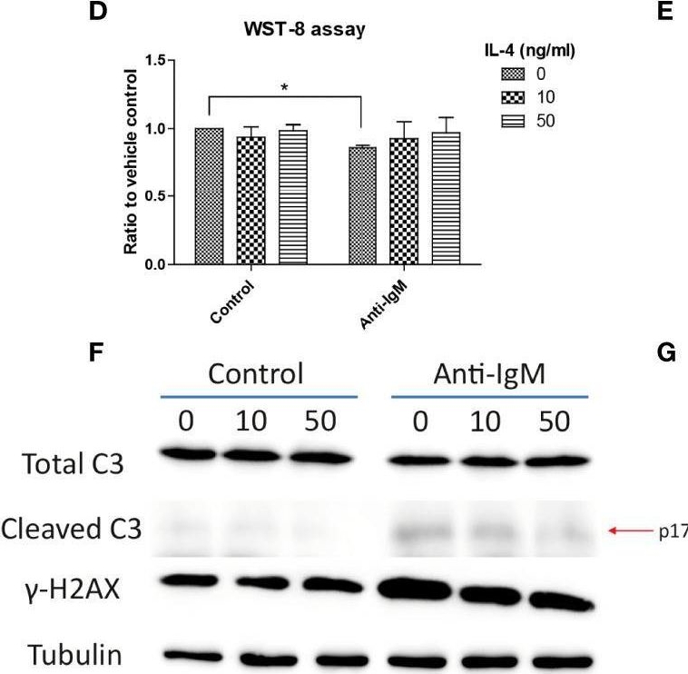 Fig.4.D showing Enzyme-linked immunosorbent assay from the publication: Interleukins 4 and 21 Protect Anti-IgM Induced Cell Death in Ramos B Cells: Implication for Autoimmune Diseases.