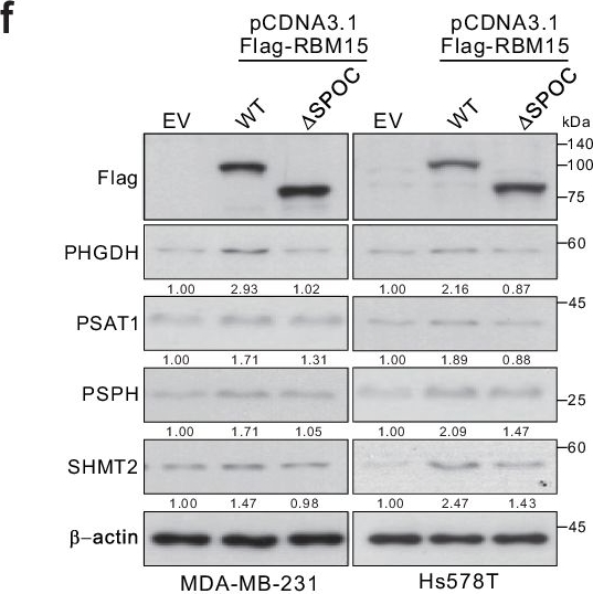 Fig.7.F showing Western Blotting from the publication: The m6A writer RBM15 drives the growth of triple-negative breast cancer cells through the stimulation of serine and glycine metabolism.