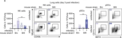 Fig.6.B showing Flow cytometry/Cell sorting in a Mus musculus (House mouse) sample from the publication: ACE2 is the critical in vivo receptor for SARS-CoV-2 in a novel COVID-19 mouse model with TNF- and IFNγ-driven immunopathology.