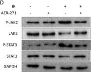 Phospho-Jak2 (Tyr1007/1008) Antibody | Cell Signaling Technology