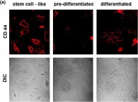 Fig.3.A showing Immunocytochemistry-immunofluorescence from the publication: Gene expression in murine mammary epithelial stem cell-like cells shows similarities to human breast cancer gene expression.