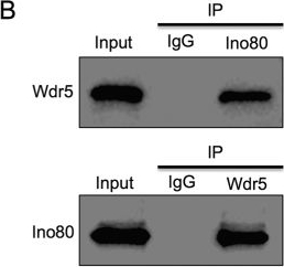 Fig.3.B showing Western Blotting in a Homo sapiens (Human) sample from the publication: INO80 is Required for Osteogenic Differentiation of Human Mesenchymal Stem Cells.