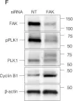 Fig.4.F showing Western Blotting from the publication: Integrin-Mediated Adhesion Promotes Centrosome Separation in Early Mitosis.