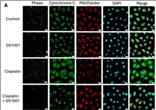 Fig.6.A showing Immunocytochemistry-immunofluorescence from the publication: GV1001, an hTERT-Derived Peptide, Prevents Cisplatin-Induced Nephrotoxicity by Preserving Mitochondrial Function.