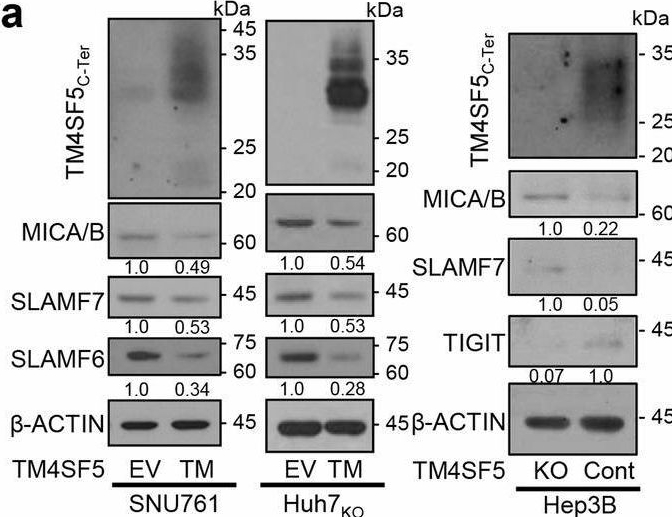 Fig.1.A showing Western Blotting from the publication: Isoxazole-based molecules restore NK cell immune surveillance in hepatocarcinogenesis by targeting TM4SF5 and SLAMF7 linkage.