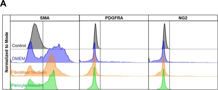 Fig.5.A showing Flow cytometry/Cell sorting from the publication: Side-by-Side Comparison of Culture Media Uncovers Phenotypic and Functional Differences in Primary Mouse Aortic Mural Cells.