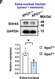 Fig.3.F showing Western Blotting from the publication: Schizophrenia-related Xpo7 haploinsufficiency leads to behavioral and nuclear transport pathologies.